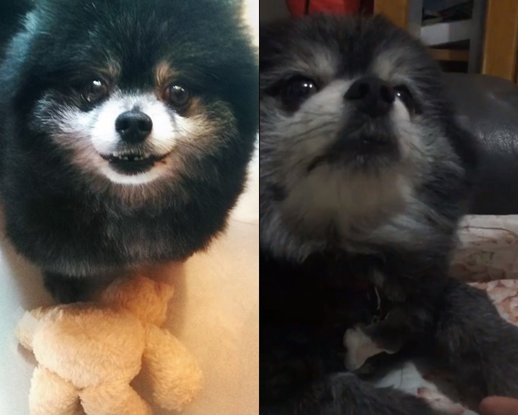 松鼠狗。
