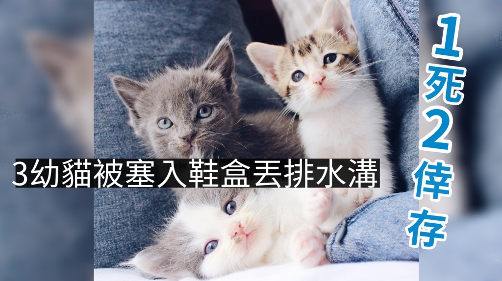 3幼貓被塞入鞋盒再裝入膠袋丟排水溝。圖unsplash（配圖非本文3幼貓）