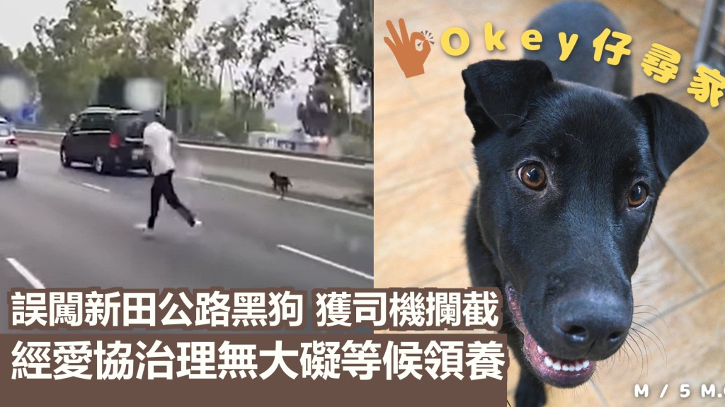唐狗誤闖新田公路，獲多名途徑司機攔截，最後經愛協治理無大礙。網上圖片/愛協圖片