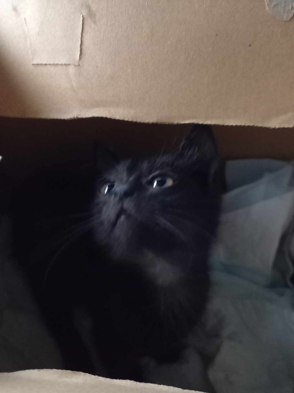 小黑猫暂时住在纸箱。 IG@hdsk9.dog