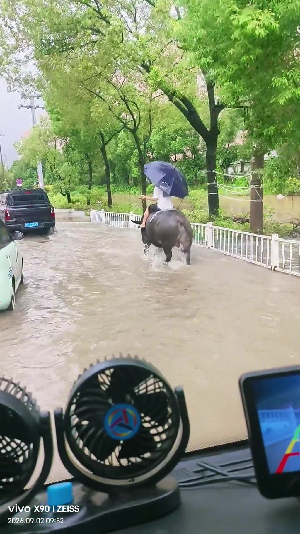 塘下鎮街頭,一名男子騎着一頭水牛在積水中緩慢前行,期間一手撐傘,甚至低頭玩手機。 塘下鎮街頭,一名男子騎着一頭水牛在積水中緩慢前行,期間一手撐傘,甚至低頭玩手機。