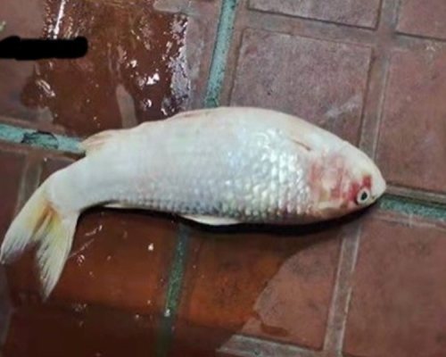 上海王女士鎬鯉被盜，最後竟變魚乾。人民網圖片