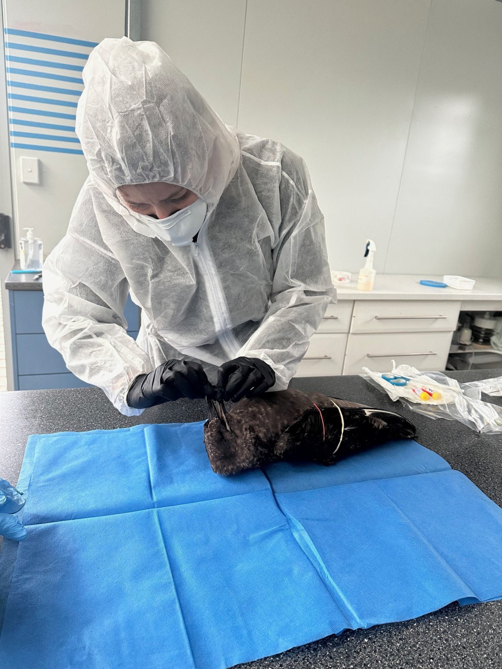 科學家在一隻死去的棕色賊鷗身上抽取樣本化驗禽流感病毒。路透社