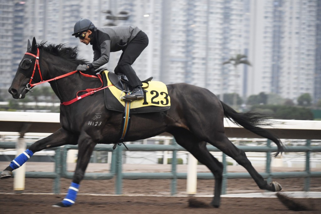 「特別美麗」馬身實淨毛色油潤烏卒卒，狀態已踏上最佳時候。
