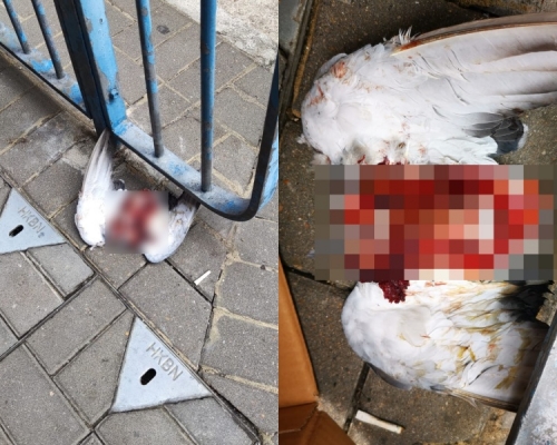 觀塘道發現白鴿屍體，死狀恐怖。