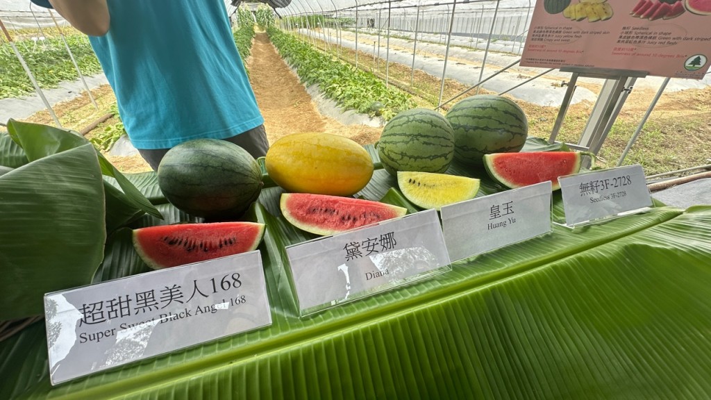 署方推介4个特色有机西瓜品种，包括「皇玉」、「无籽3F-2728」、「超甜黑美人168」和「黛安娜」。谢晓雅摄