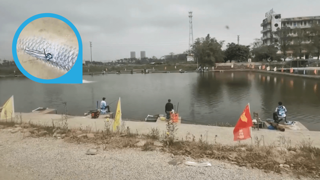 國內多地釣魚場近年流行起「釣標」的玩法,變相賭博。