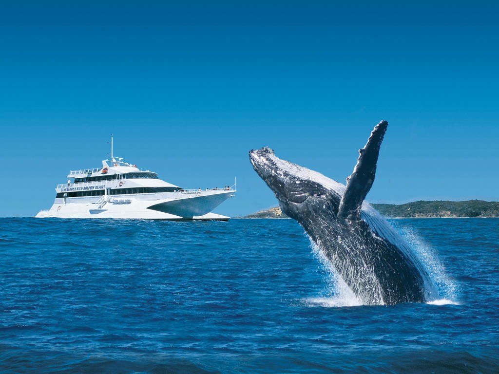 超震撼季節性體驗 坐遊船觀座頭鯨（圖片來源：EGL）