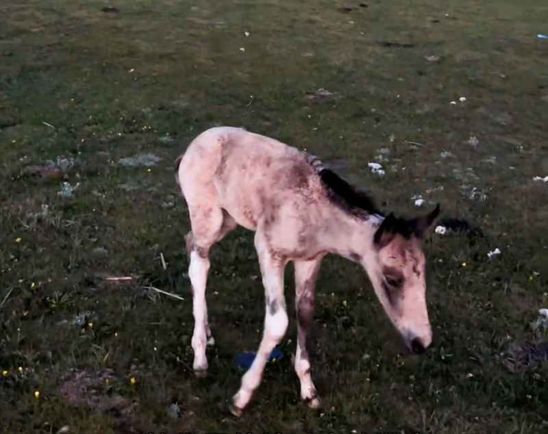 出生7天的小馬被無人機追致爆肺死亡。抖音