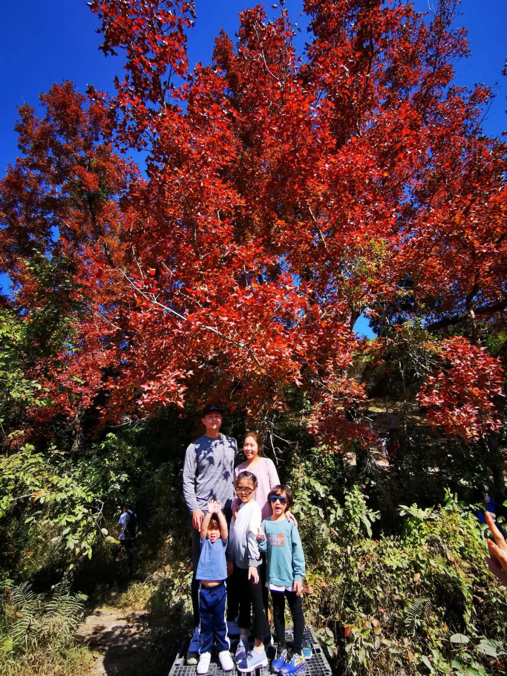 烏蛟騰的楓香樹數量不是非常多，但比較集中和高大，拍照效果一流。（圖片授權：迪比媽媽-Debby）