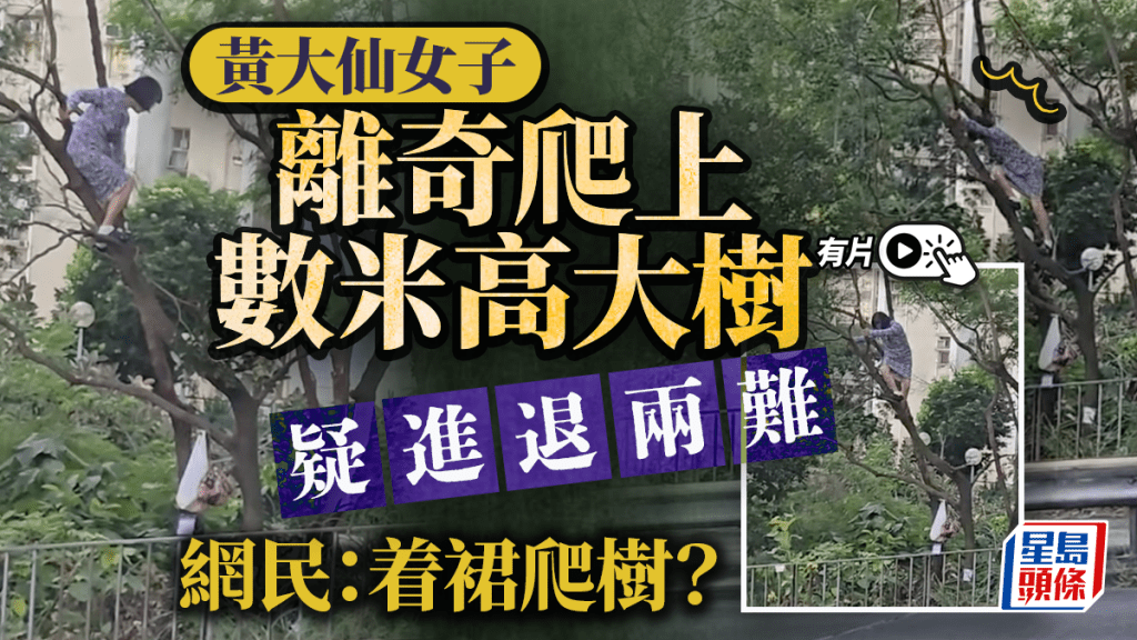 有片｜黃大仙碎花長裙女攀10米高樹 疑進退兩難途人圍觀