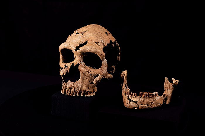 7.5万前古人类头骨Shanidar Z复原。  剑桥大学图片