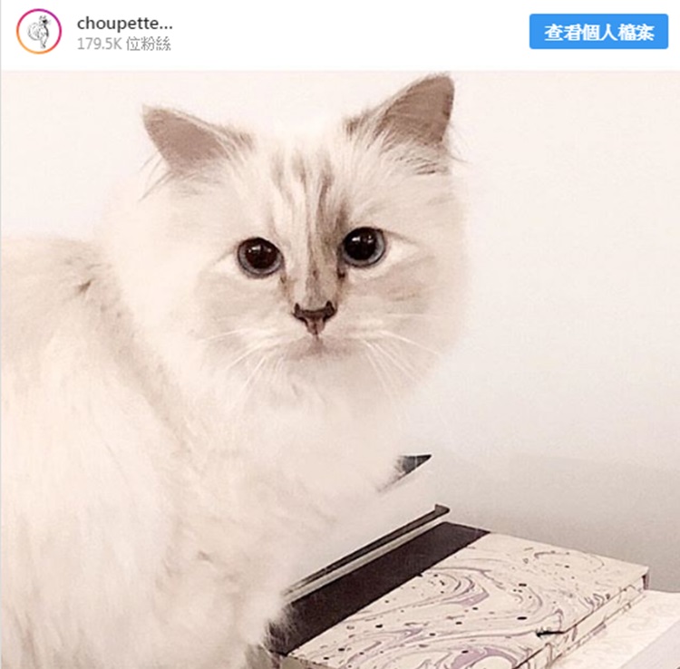 Choupette有自己的專屬IG,粉絲近18萬人。IG圖片