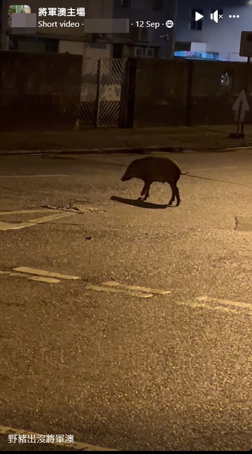 有网民本月12日在「将军澳主场」以「野猪出没将军澳」为题，上载在晚上在马路遇上野猪的短片。网上截图