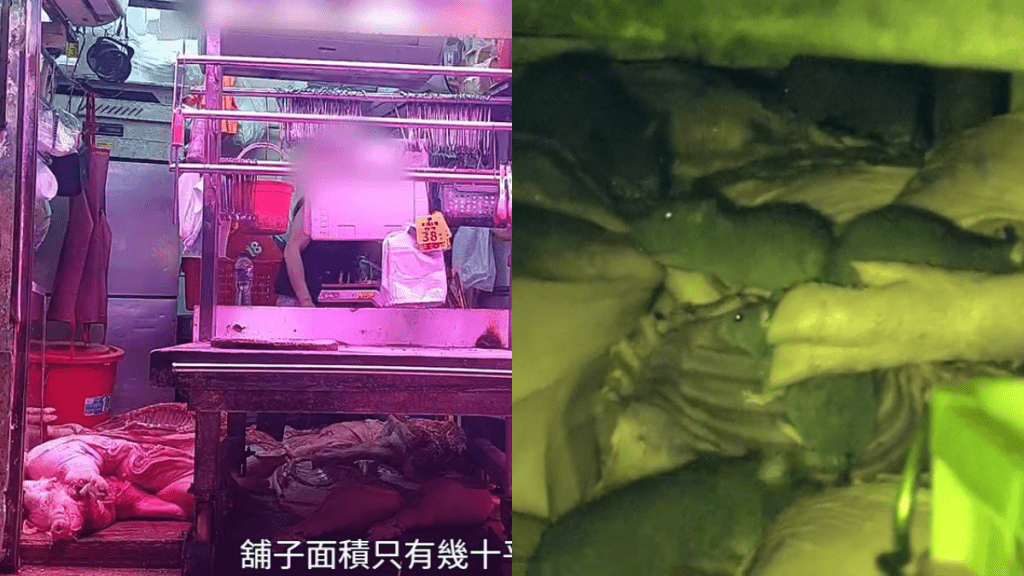 東張西望丨直擊土瓜灣街市大群老鼠任食生豬肉  新鮮豬肉隨地擺  市民進食恐致命揚言罷買