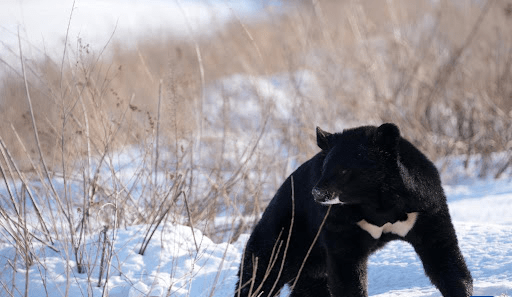 四川是黑熊的核心分佈區，除四川盆地和川西草原，其他大部分山區都有黑熊分布。 新華社