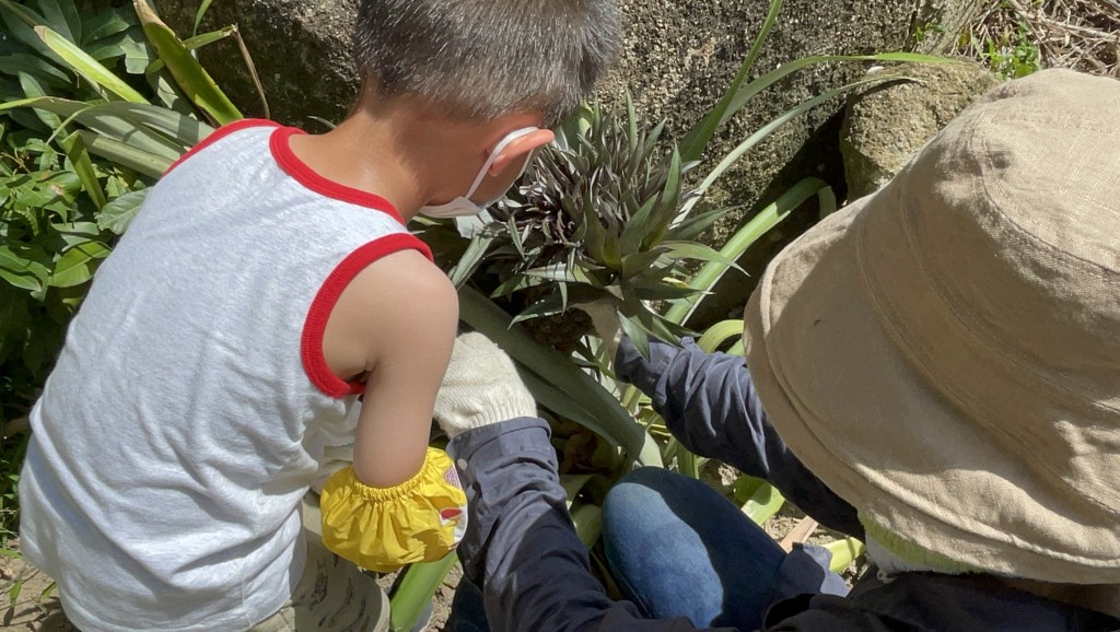 栢陽在專人的指導下摘取菠蘿。