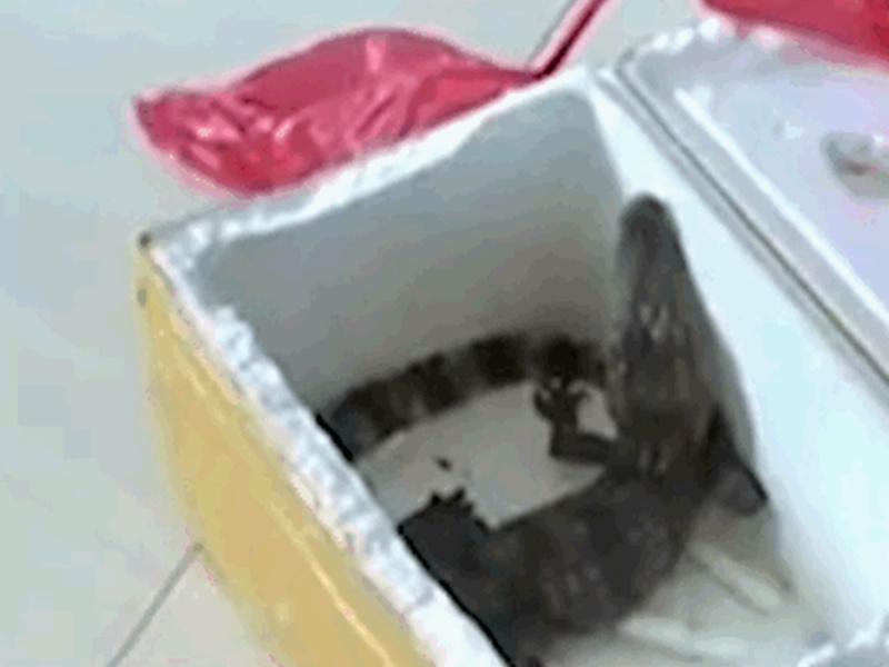 民警打開包裹查看 ，發現是一條泰國鱷魚。網圖