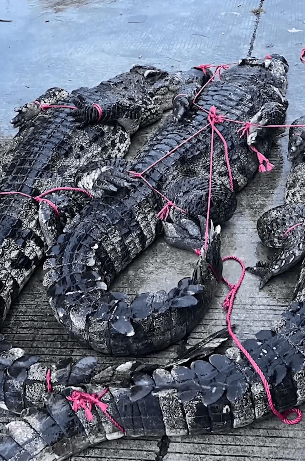 茂名出逃鱷魚已抓回36條。澎湃新聞