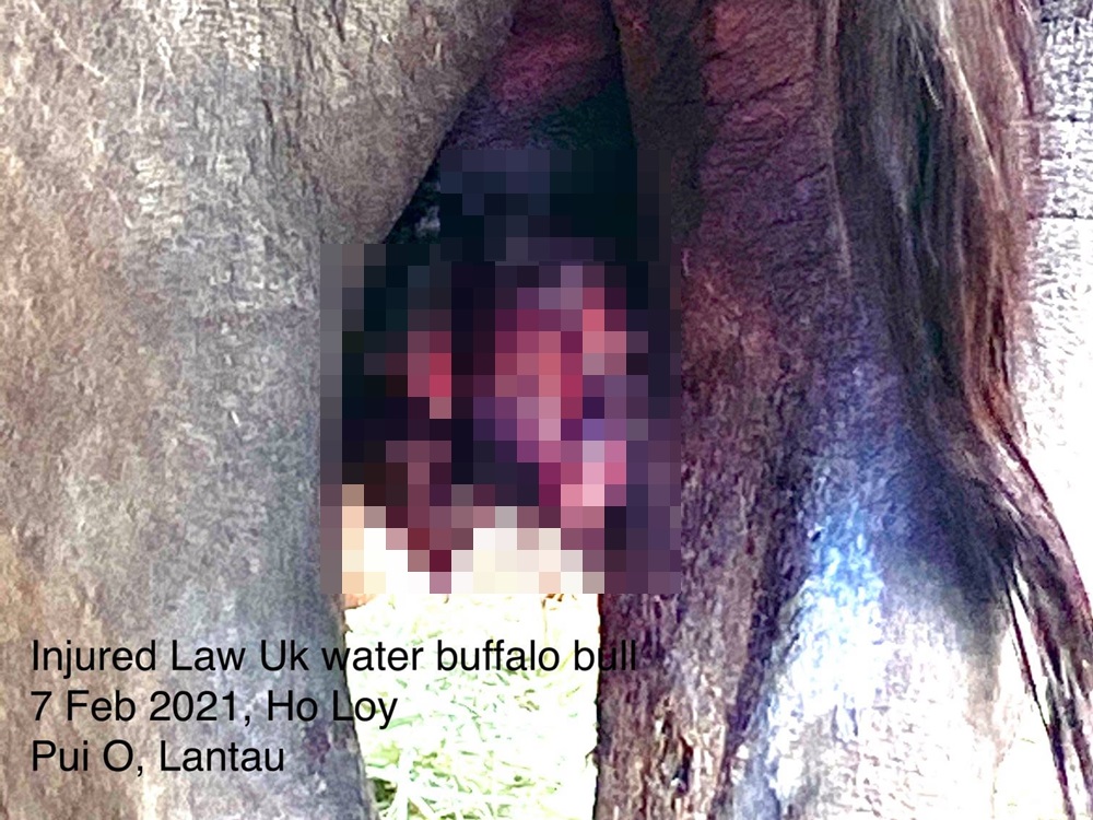 「孤獨精」的陰囊被劃破，睾丸外露。大嶼山愛護水牛協會FB