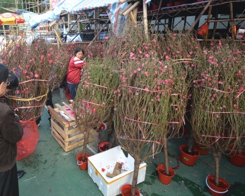 有商戶指今年桃花加價5成。資料圖片