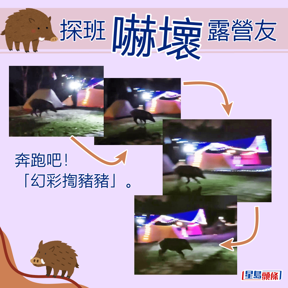 奔跑吧！「幻彩揈豬豬」。fb「香港人露營分享谷」截圖