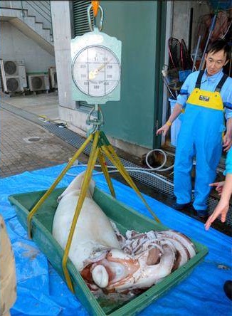 重達135公斤。島根Aquas水族館facebook