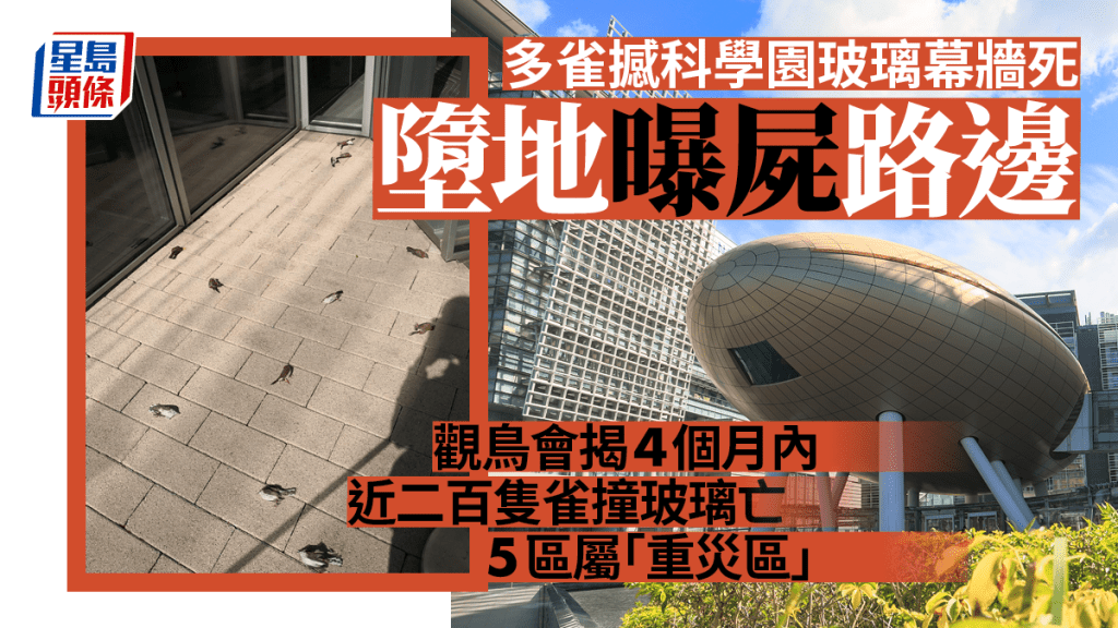 有大約20多隻「失魂雀」飛入科學園後，以為前方暢通無阻而直撼幕牆，當場死亡或重傷。網上圖片