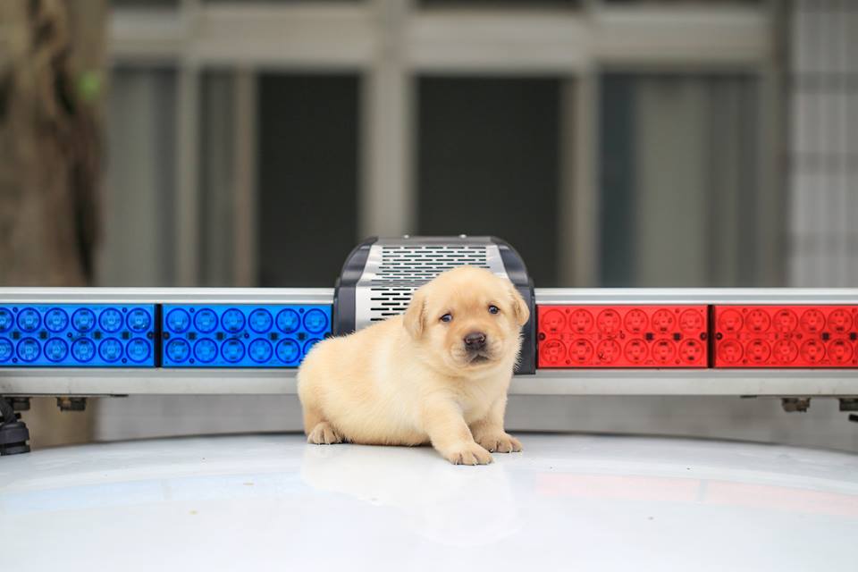 每位小萌犬都才剛開眼。網圖