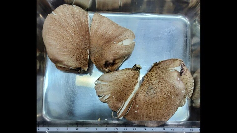 有毒的「月夜茸」外觀酷似秀珍菇和冬菇,容易被認錯。 和歌山市 有毒的「月夜茸」外觀酷似秀珍菇和冬菇,容易被認錯。 和歌山市