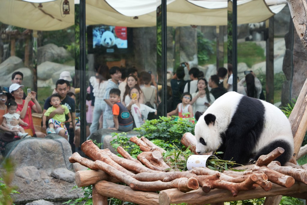 有消息指中央早前向香港送赠的一对大熊猫将于本周四（26日）抵港。资料图片