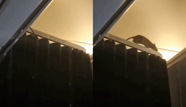 荷航飛行途中驚現巨鼠,機艙內上竄下跳,嚇壞乘客。X@surajit_ghosh2 荷航飛行途中驚現巨鼠,機艙內上竄下跳,嚇壞乘客。X@surajit_ghosh2