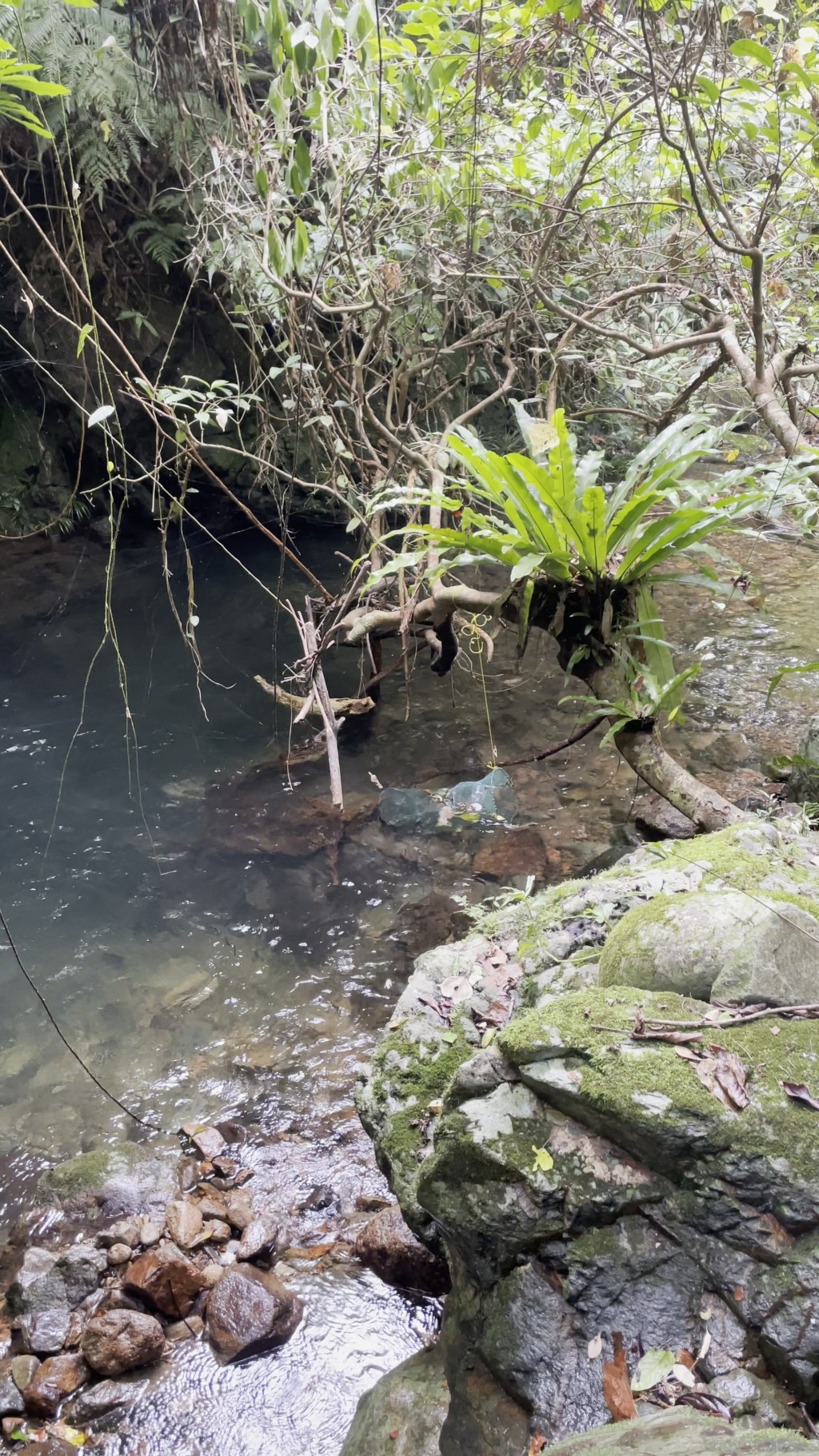 有人在溪涧设置陷阱捉龟。受访者提供