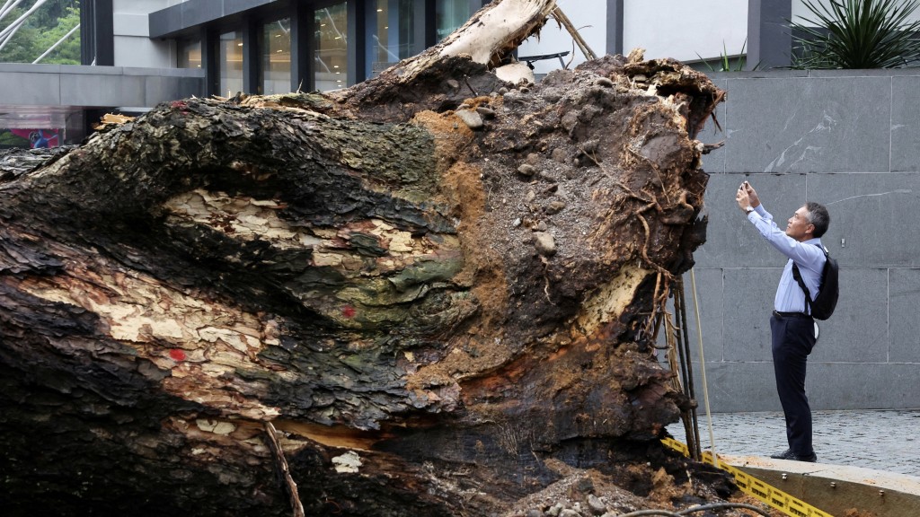 倒塌的大树树干直径比一个人还要高。 路透社