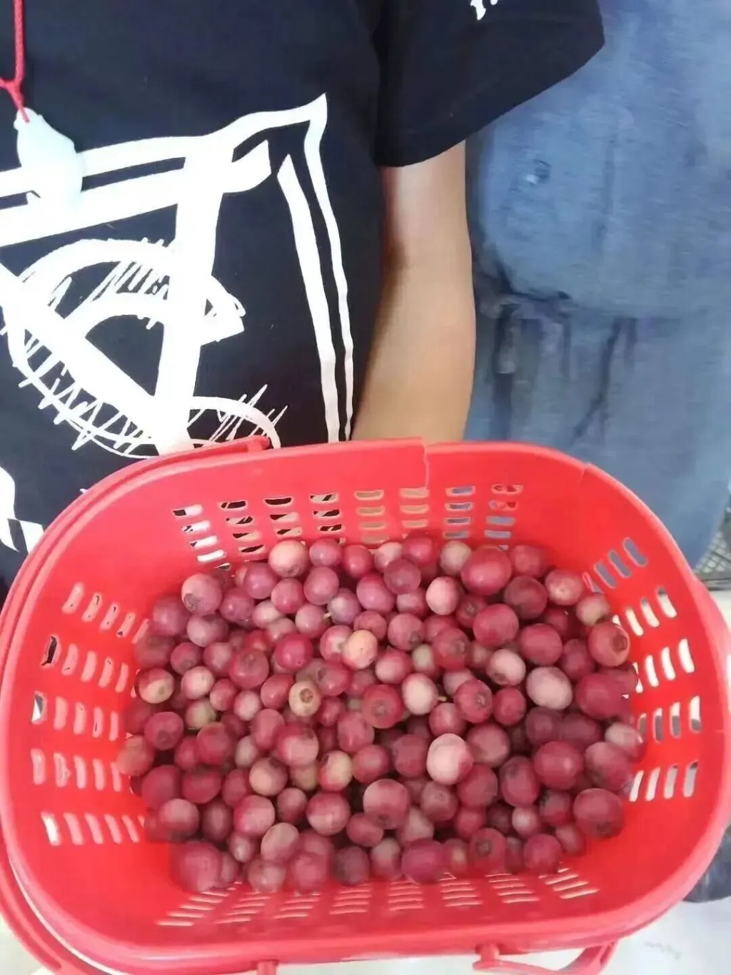 粉色蓝莓真有此品种。