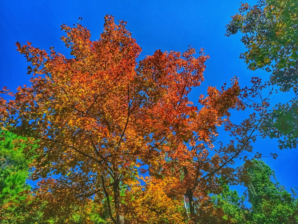 K Kwong今日到大欖郊野公園觀賞紅葉。facebook圖片