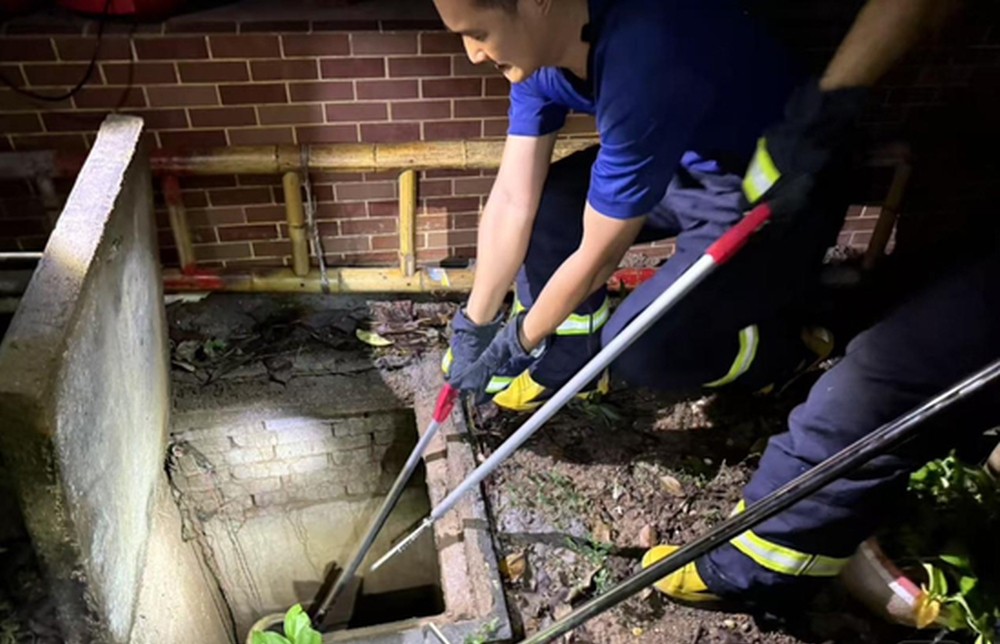 工作人員至今仍未探測到蛇窩具體位置。 工作人員至今仍未探測到蛇窩具體位置。
