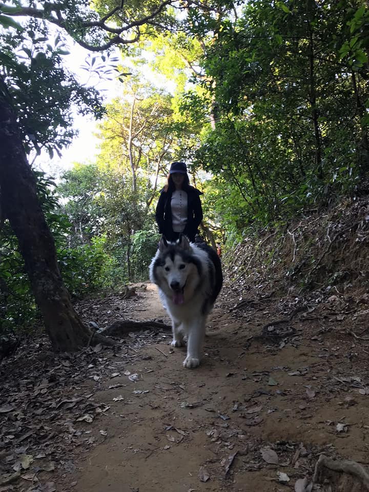 朱婉禎不時上載狗狗圖片。