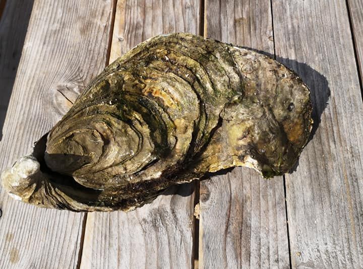 「Viviers de la Guittiere」FB圖片