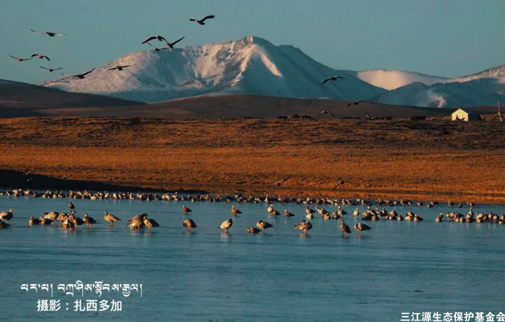 三江源生態保護基金會成立於2012年,核心職能是搭建社會力量參與生態保護的橋樑。 三江源生態保護基金會成立於2012年,核心職能是搭建社會力量參與生態保護的橋樑。