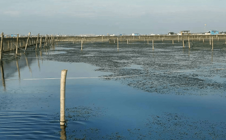 阳澄湖大闸蟹养殖场。 资料图片