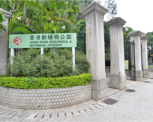 動植物公園一棵古樹因受感染而遭移除。資料圖片
