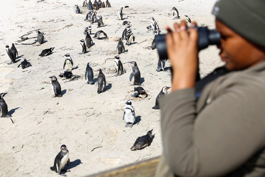 南非國家公園的一名護理員在企鵝棲息地監測一群非洲企鵝。路透社圖片