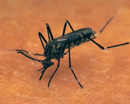 示意圖。AP相片