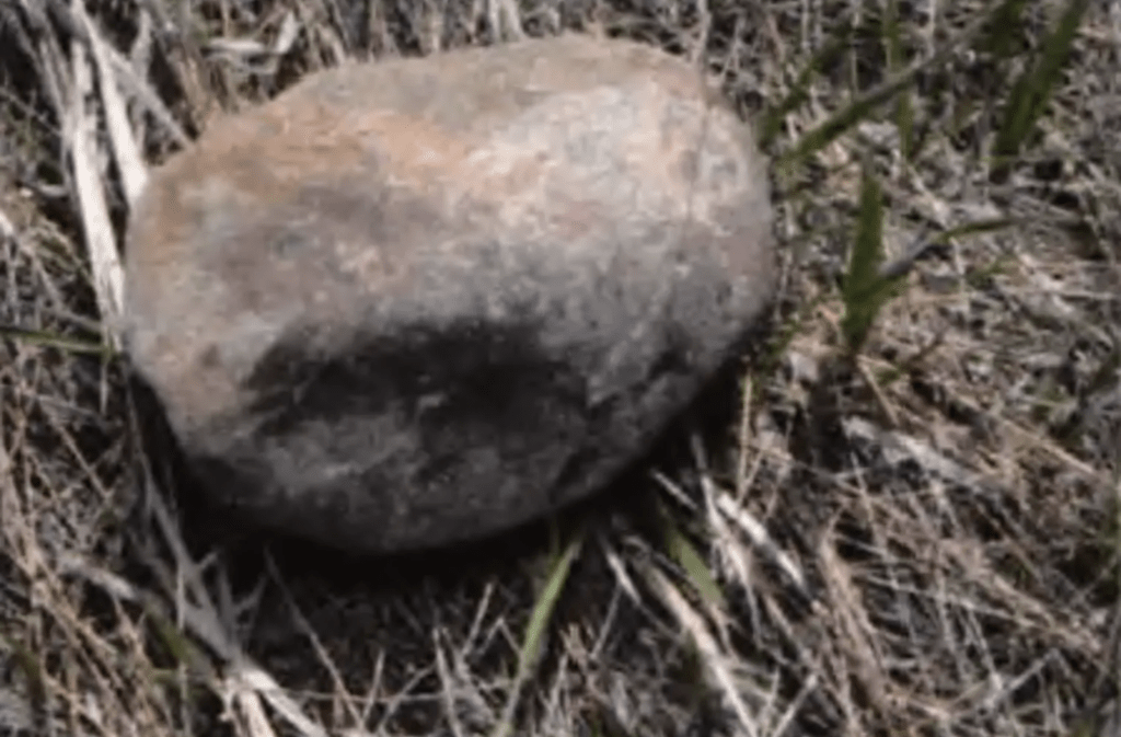 警方在路上撿到懷疑砸死巴特爾（Alexa Bartell）的石頭。  Jefferson County Sheriff's Office