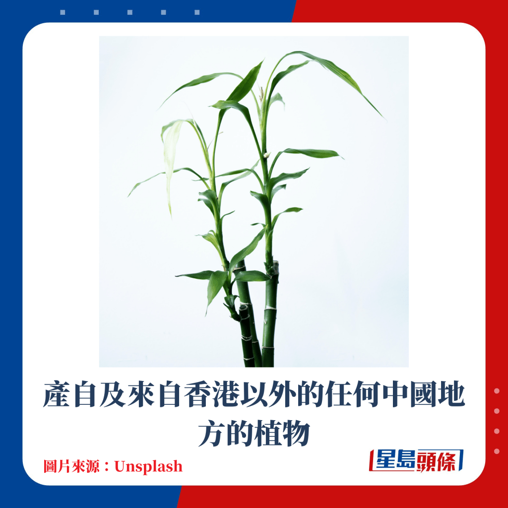 產自及來自香港以外的任何中國地方的植物