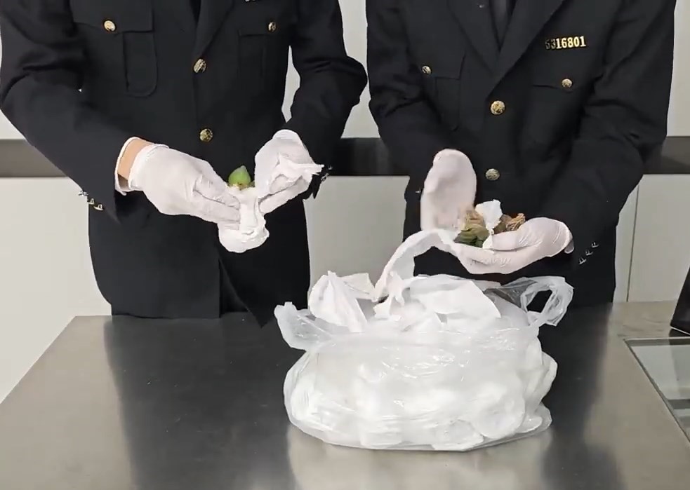 一名女客经罗湖口岸北上，被发现偷运52株“龟甲牡丹”仙人掌。海关发布