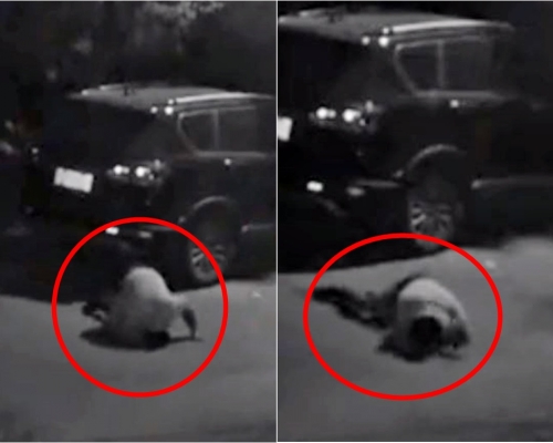 杭州一名醉酒女子於街上跪地爬行，詭異的姿勢讓人誤以為是「貞子」。網圖