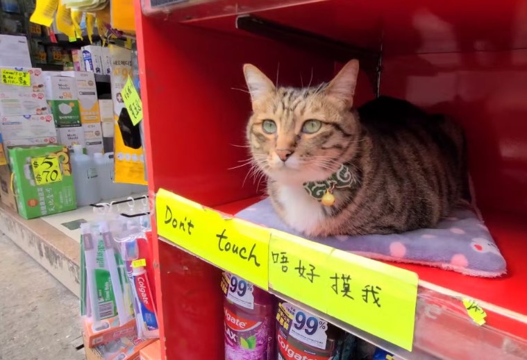 猫店长「唔生」