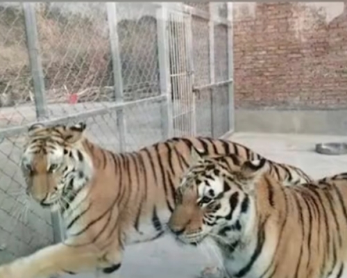 河南林業部門調查指，日前咬死飼養員被擊斃的兩隻老虎，所屬馬戲團並未獲飼養資格。影片截圖